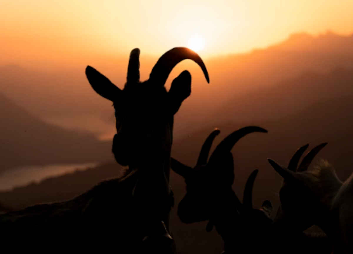 Information sought after goats shot in Pōkeno 1 Multiple goats shot dead in Pokeno
