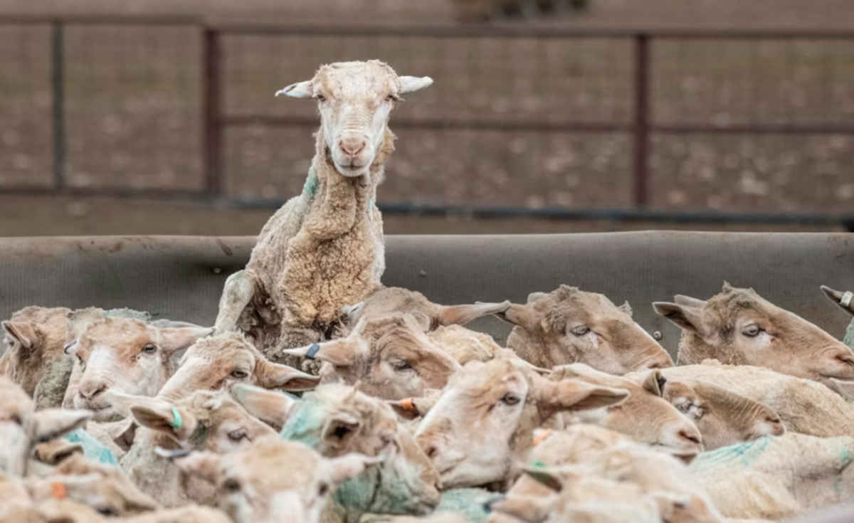 Sheep shearers charged for mistreatment