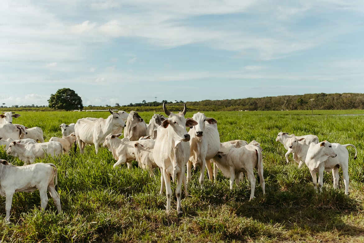 EU and cow manure