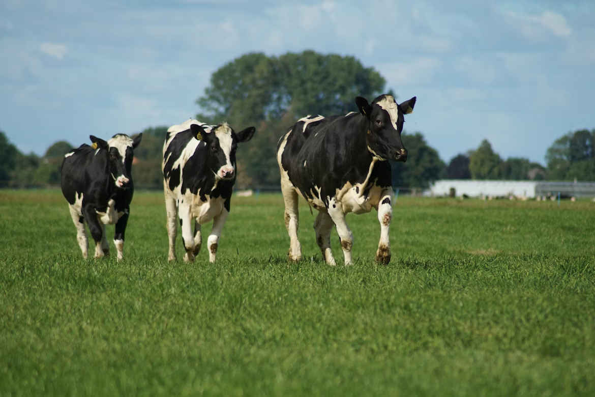 Government launches review of Dairy Industry Restructuring Act 1 Dairy Industry Restructuring Act