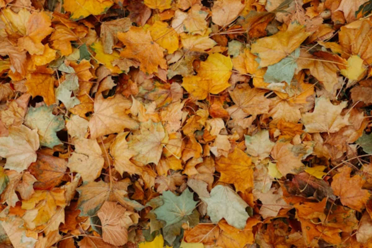 leaves and robbers