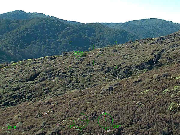 Piha bush rescue news