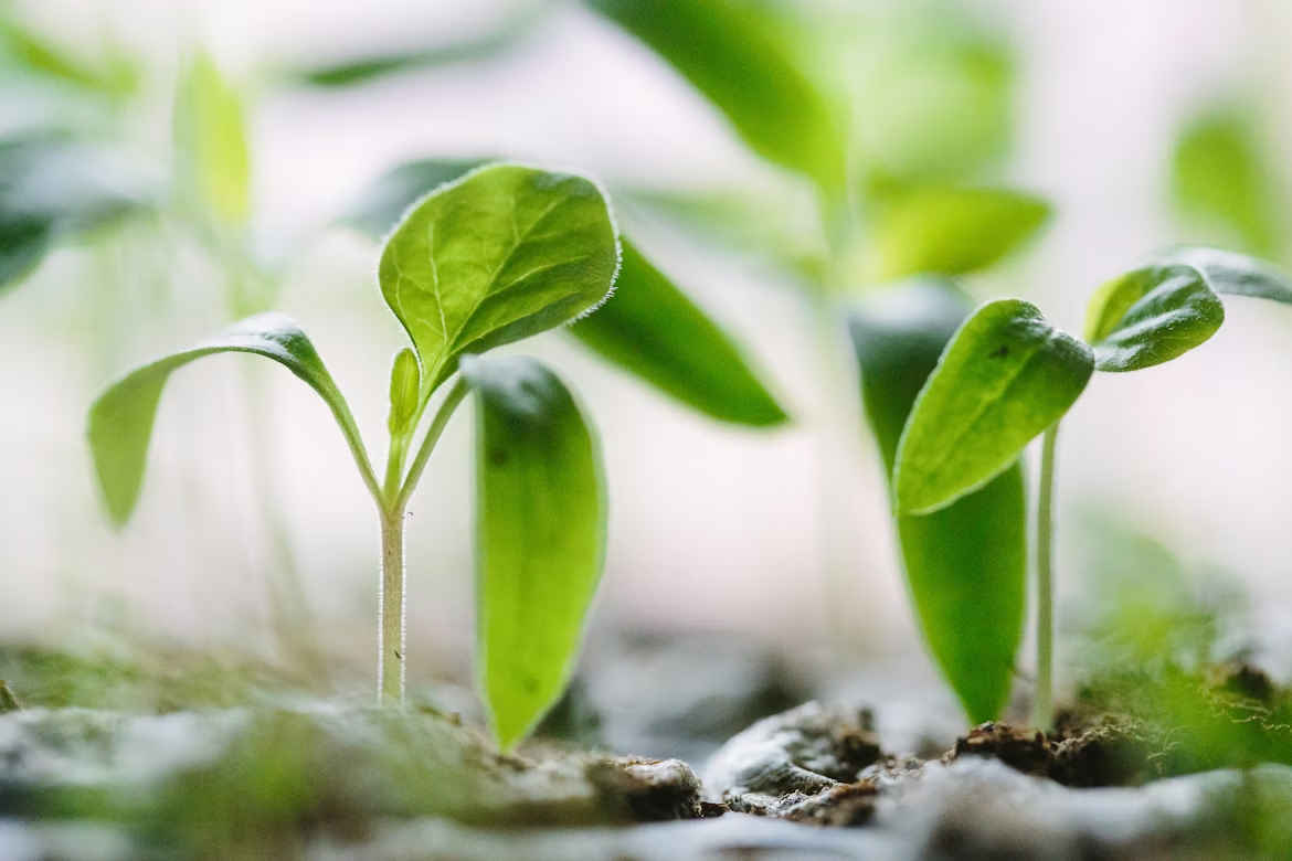 Plant Variety Rights changes