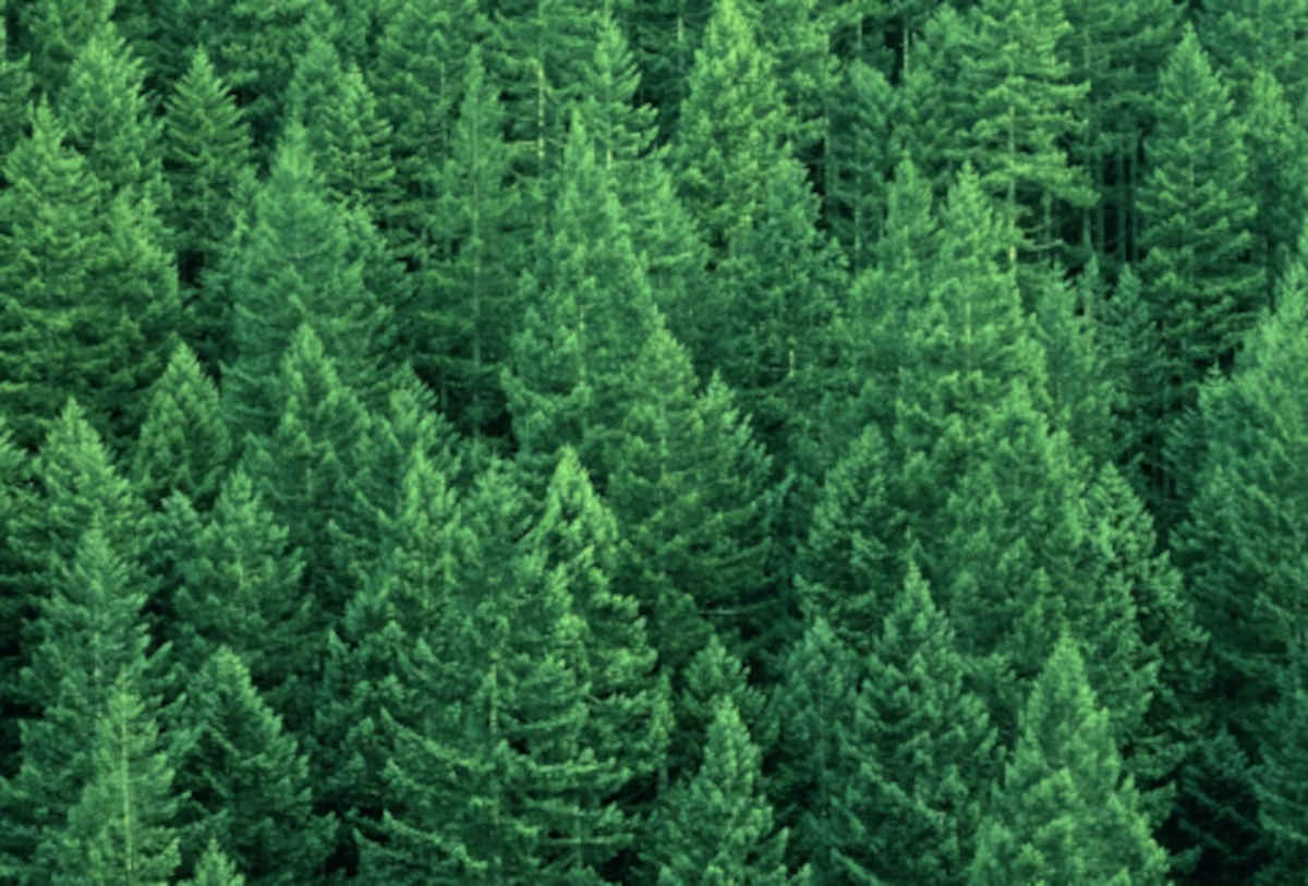 Climate credit market