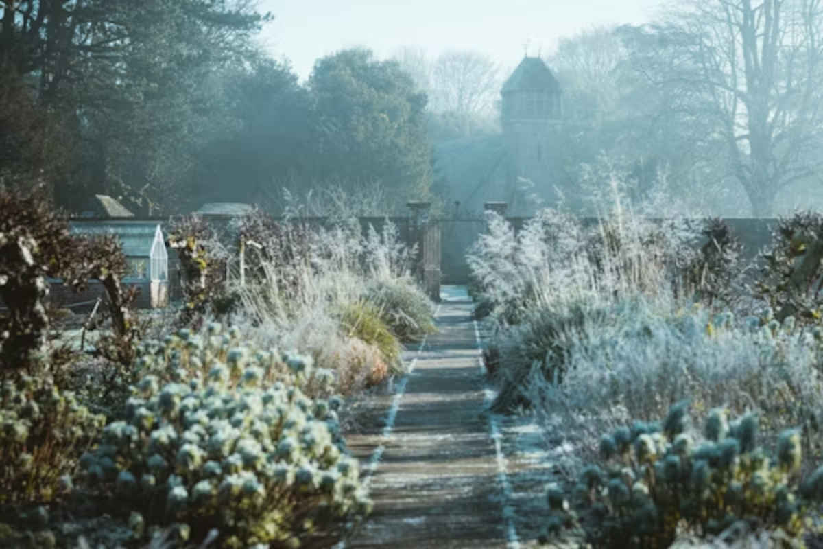 Gardening with Wally Richards: Winter and frosts 1 Winter frosts and gardening