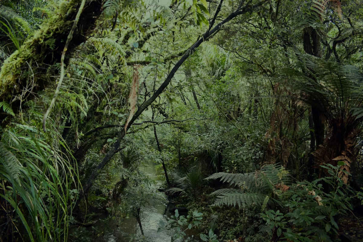 $14.1m predator control funding targets South Island wildlife threats 1 Wildlife threat control
