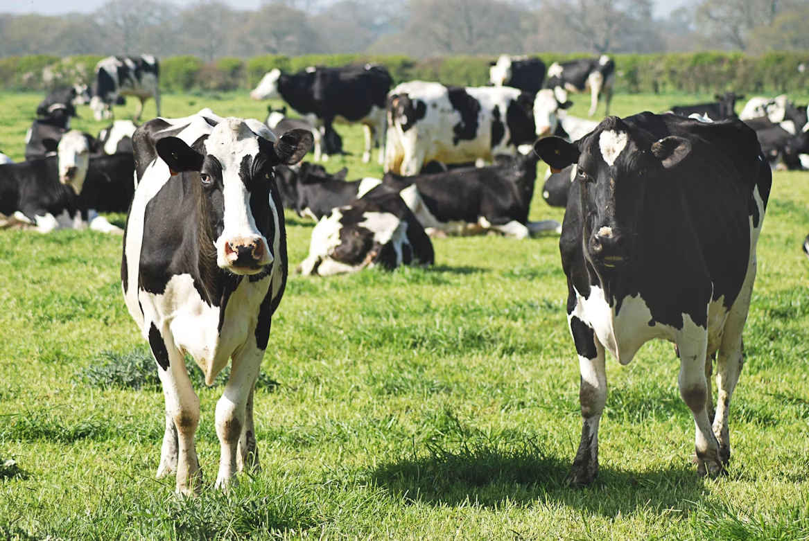 government approves bovine tb