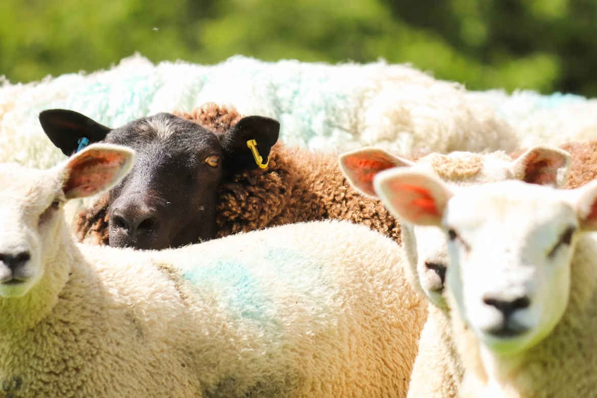WorkSafe identifies hidden farm safety risks