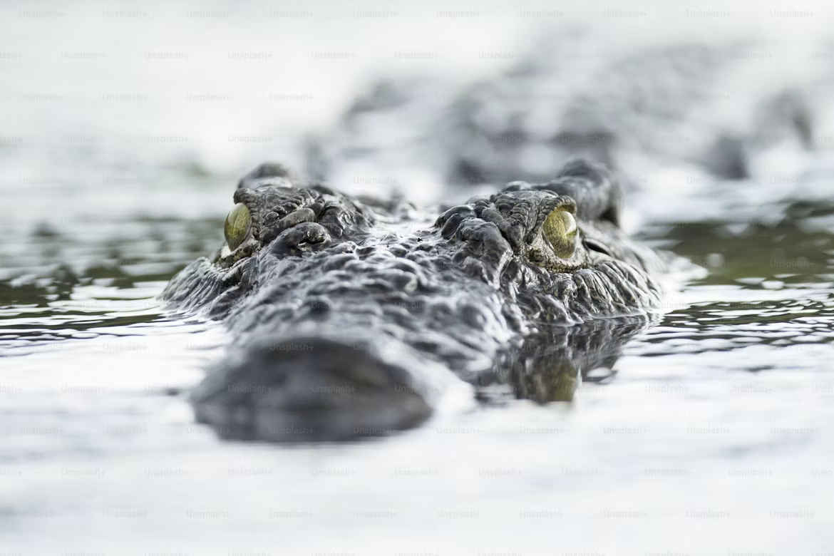 Crocodile enclosure