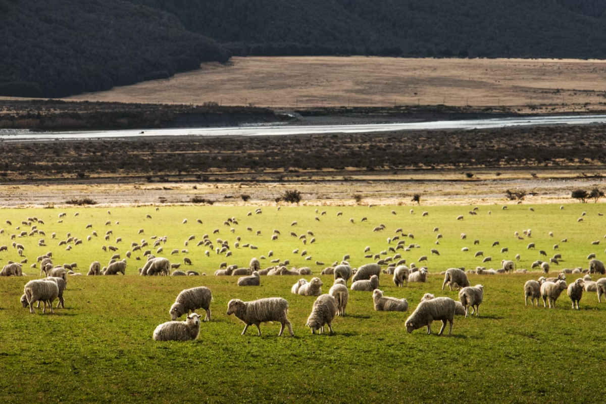 Primary Industries New Zealand Summit news