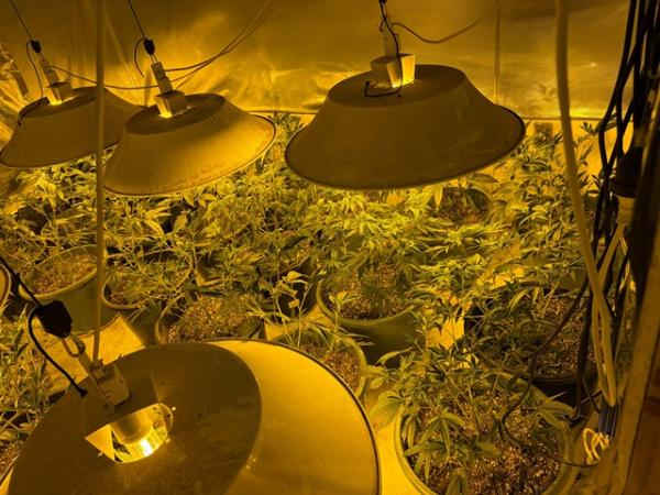 operation green police target2