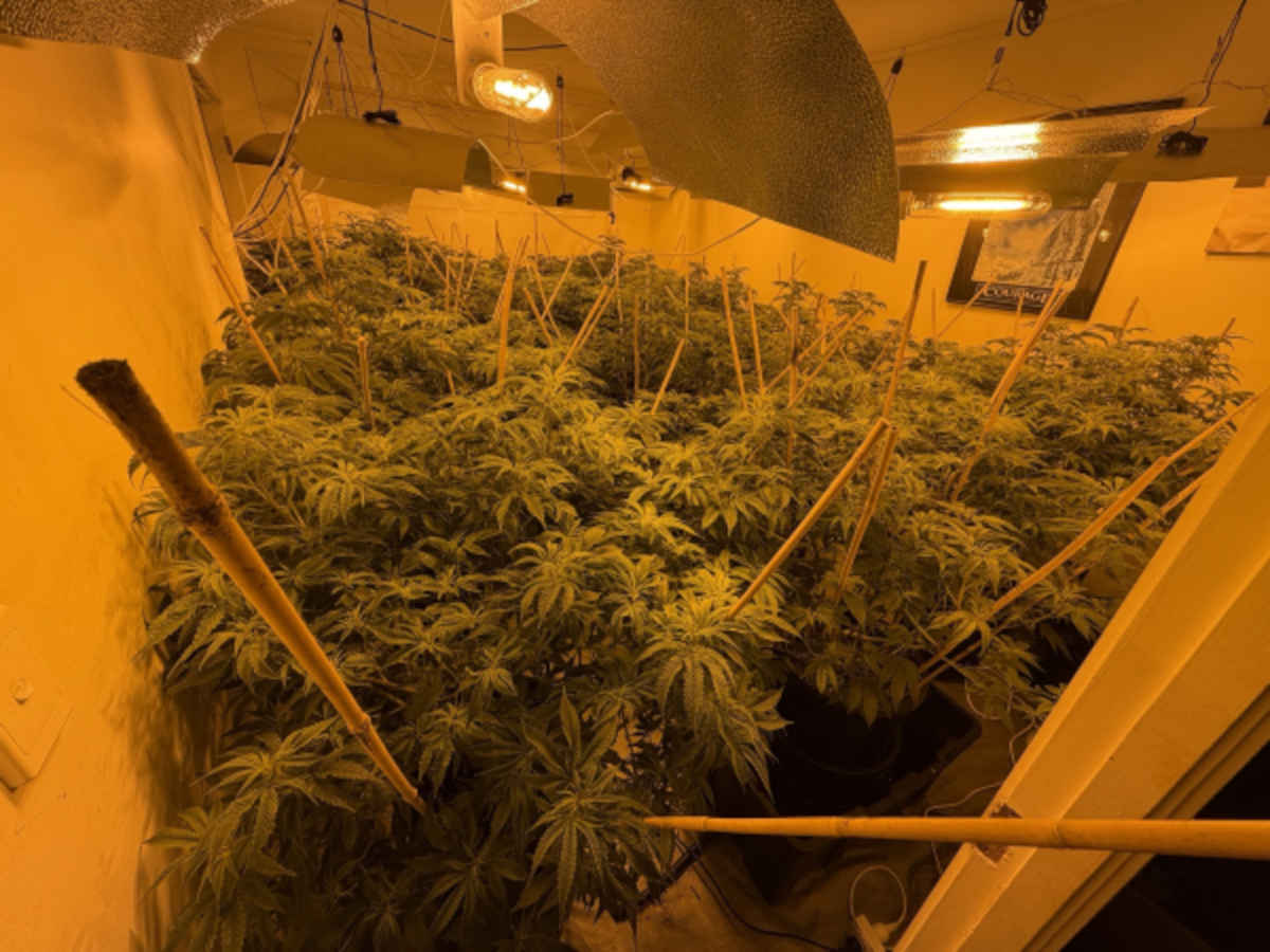 Police score a ‘truckload’ in hefty cannabis bust 1 Operation Beryl