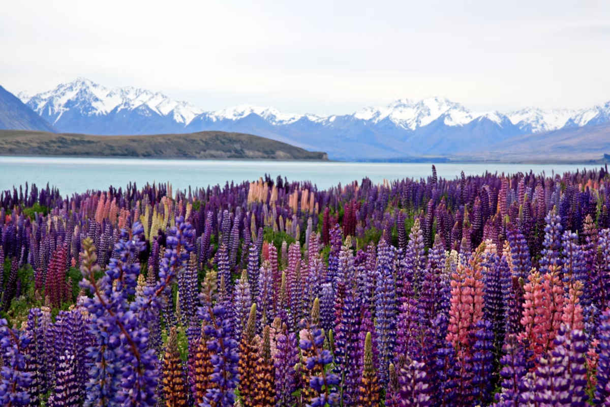 Search operation underway for man missing in Lake Tekapo 1 Lake Tekapo search