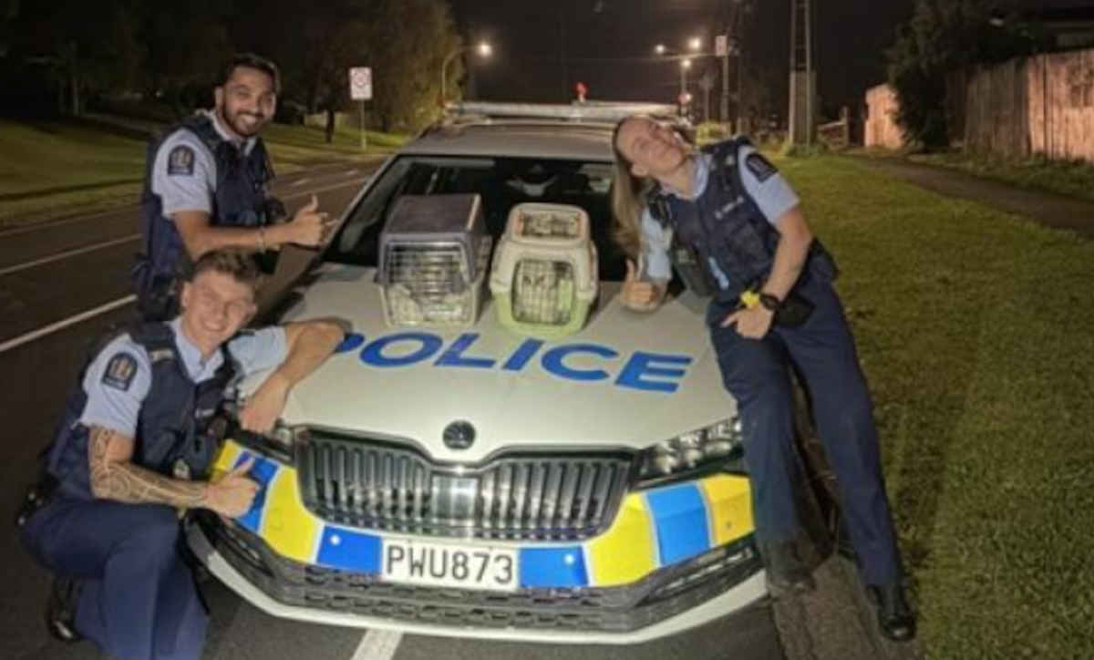 Stolen cats from Westgate found