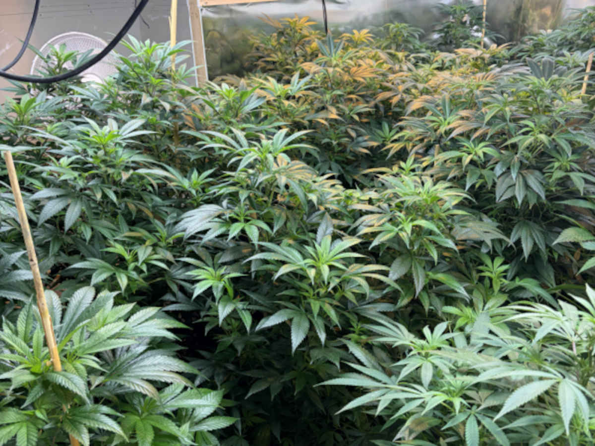 Ngaruawahia drug bust