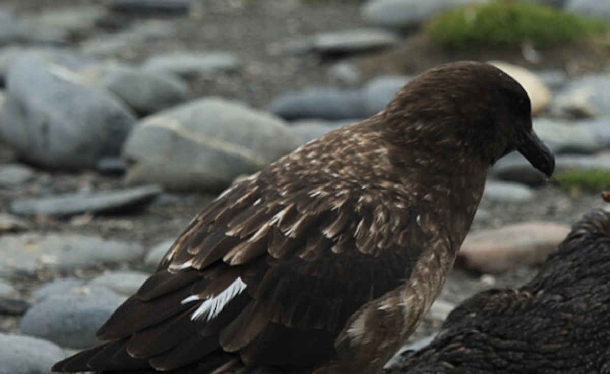 First NZ H5 'bird flu' case in wild seabird confirmed 1 Brown skua bird flu