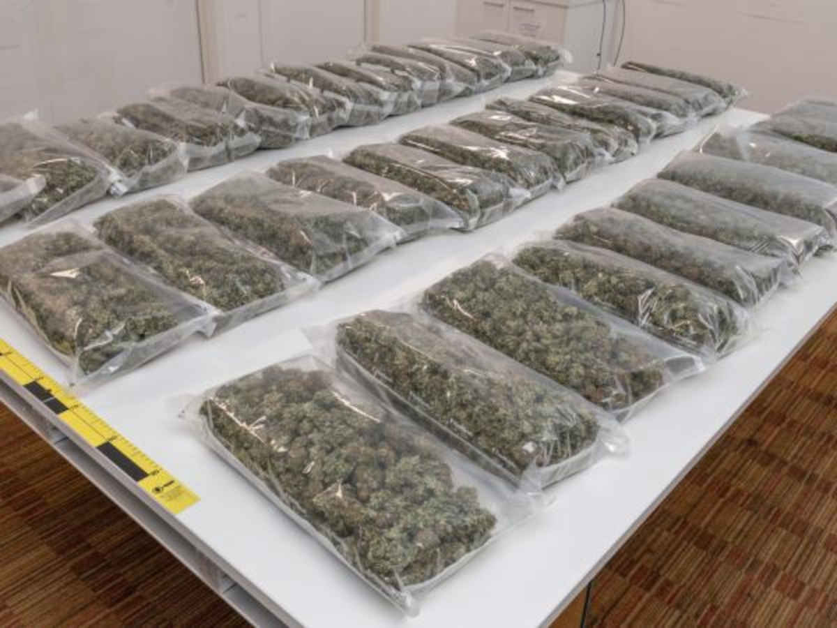 Operation Harvey: Police shut down illegal cannabis grow houses 2 operation harvey police shut