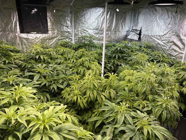 Operation Harvey: Police shut down illegal cannabis grow houses 1 Operation Harvey news