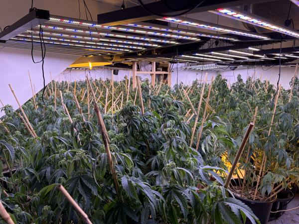 Operation Harvey: Police shut down illegal cannabis grow houses 3 operation harvey police shut3