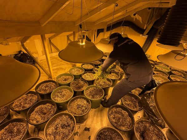 Operation Harvey: Police shut down illegal cannabis grow houses 4 operation harvey police shut4