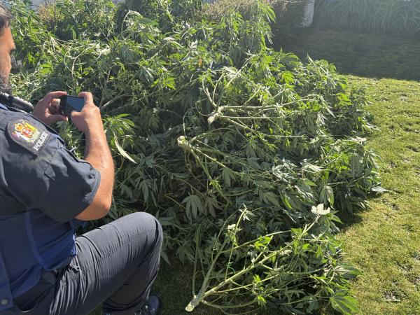 Operation Harvey: Police shut down illegal cannabis grow houses 5 operation harvey police shut5