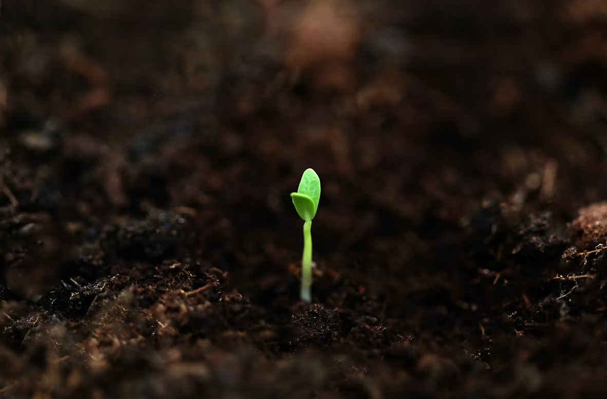 Growing seedlings