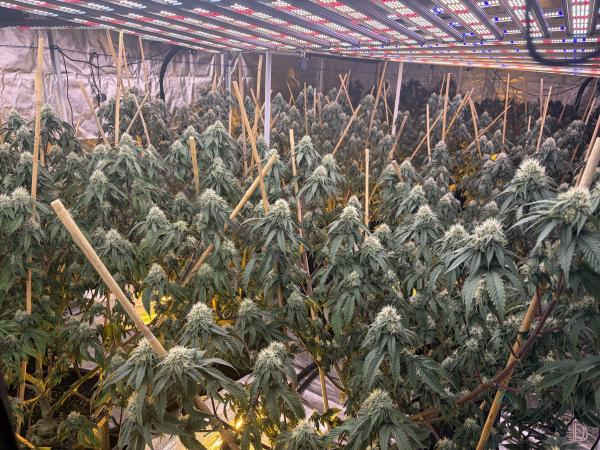 vietnamese cannabis grow houses2